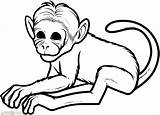 Monyet Mewarnai Paud Marimewarnai sketch template