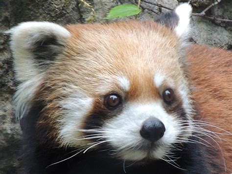 red panda info photo