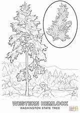 Coloring Pages State Tree Washington Color Drawing Printable Mexico Print Getcolorings Popular Comments Inspiring sketch template