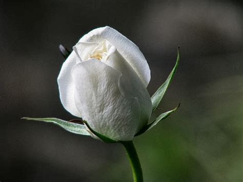 Kumpulan Gambar Bunga Mawar Putih Yang Cantik And Indah Blog