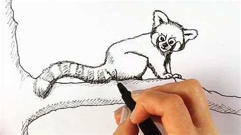 draw  red panda step  step easy youtube
