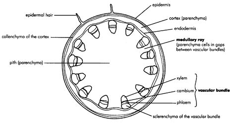 diagram printable stem diagram mydiagramonline
