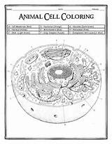 Cell Coloring Animal Worksheet Biology Prokaryotic Subject Template sketch template