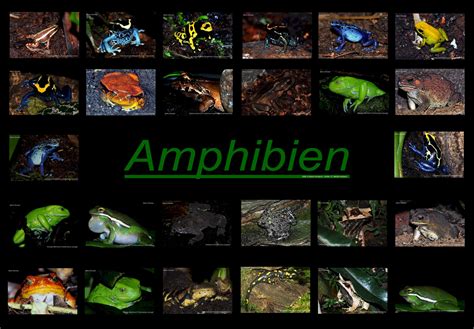 amphibien foto bild tiere wildlife amphibien reptilien bilder