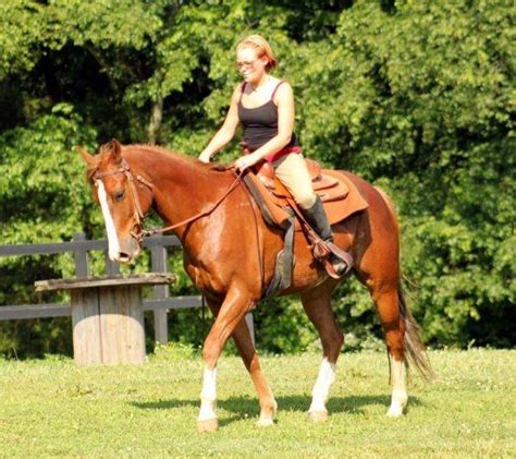 quarter horses  sale quarter horse horse horsezone page