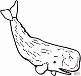 Ausmalbilder Pottwal Whale Sperm sketch template