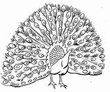 Peacock Coloring Pages Printable Results Kids sketch template