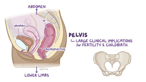 Anatomy Clinical Correlates Female Pelvis And Perineum Osmosis
