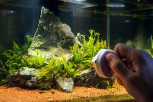 dos  donts  cleaning  fish tank rodi water delivery