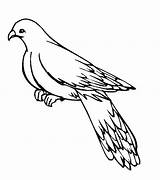 Pigeon Coloring Pages Printable Kids Colouring Bestcoloringpagesforkids Template sketch template