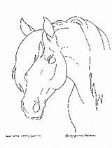 Horse Coloring Pages Head Animal Drawing Horses Stronger Print Adults Sheet sketch template