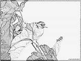 Loquat Coloring Designlooter Siskin Mulberry Elegant sketch template