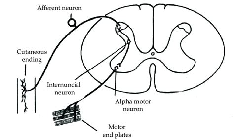 simple reflex arc   neuron pathway  scientific