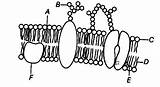 Membrane Cell Plasma Identify sketch template
