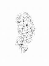 Hyacinth sketch template