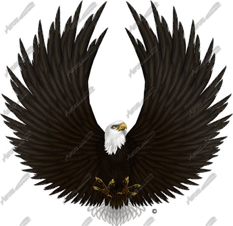 Spread Eagle Aurora Graphics