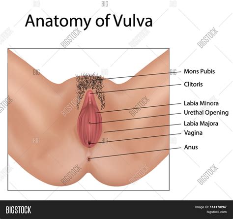 anatomy vulva vector and photo free trial bigstock