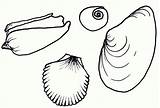 Coloring Pages Scallop sketch template