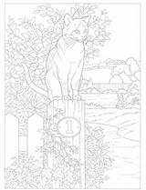 Coloring Pages Cat Choose Board Animal Cats Fence sketch template