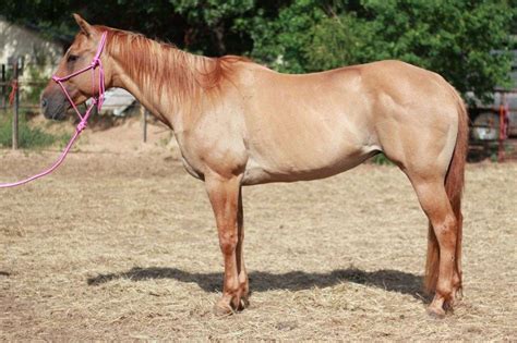 beginner safewell brokebeautiful red dun quarter horse mare