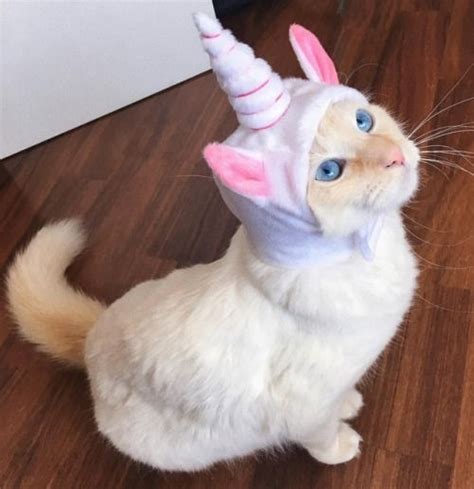 unicorn kittensuper cute cat decorationcatkattenunicorn