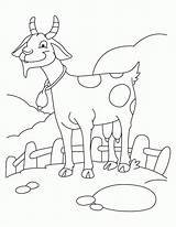 Coloring Goat Pages Color Clipart Cute Popular Coloringhome Library sketch template
