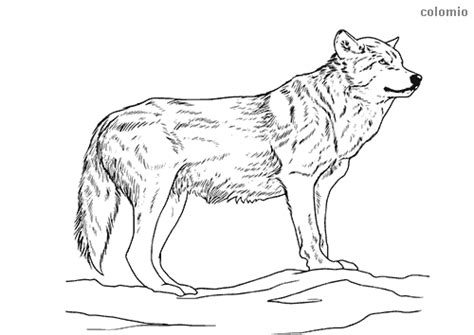 coloring pages wolf coloring print