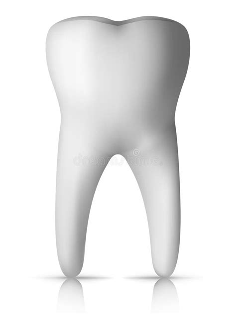molar tooth royalty  stock  image
