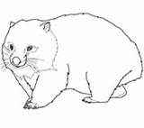 Wombat Kolorowanka Australijski sketch template