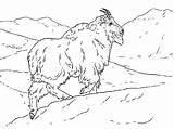 Mountain Goat Coloring Pages Climbing Hill Goats Color Rocky Colorluna Choose Board Luna sketch template