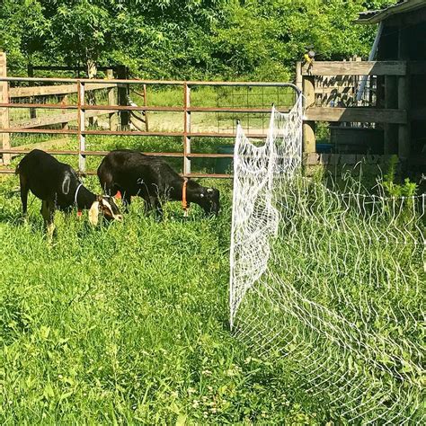 awasome  electric fences work  goats ideas