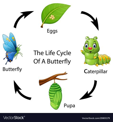 life cycle   butterfly royalty  vector image