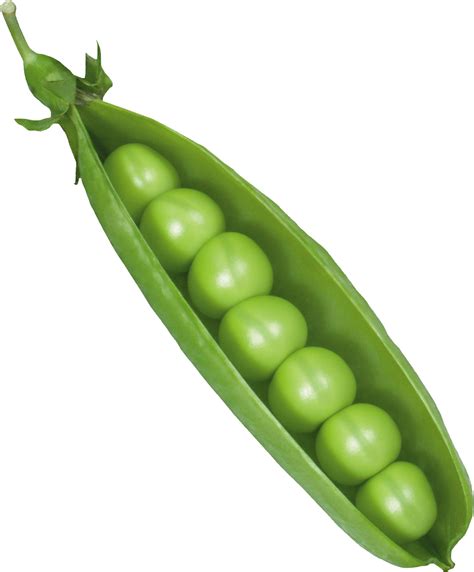 pea png