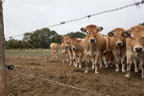 photographie troupeau de vaches de race parthenaise dans une prairie
