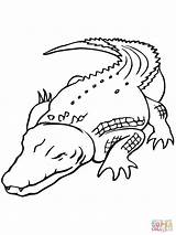 Coccodrillo Crocodile Saltwater sketch template