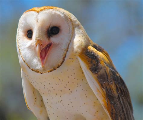 prove owls    expressive animals cottage life