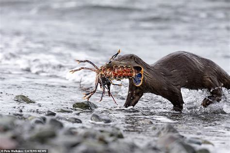 stunning pictures show otter braving seas to capture lobster before