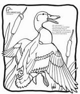 Coloring Getdrawings Wetlands Bald Eagle sketch template