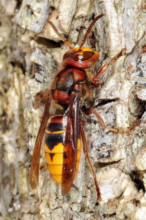 “murder” Hornets Should You Panic Probably Not Here’s Why Purdue