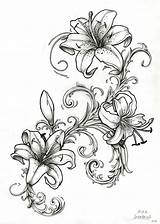 Lily Drawing Tiger Outline Tattoo Drawings Flower Sleeve Tattoos Water Lillies Lilly Stargazer Sketch Designs Lilies Flowers Quest Simple Line sketch template