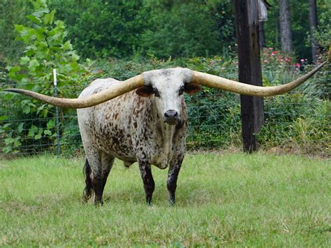 humongous horns texas longhorn  alabama sets guinness world record