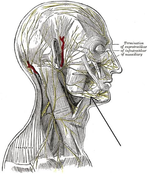 marginal mandibular branch of facial nerve psychology