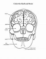 Coloring Brain Skull Pages Anatomy Human Pdf Printable Side Right Getcolorings Elementary Drawing Color Print Book Getdrawings sketch template