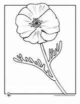 Poppy Coloring Flower Pages Poppies Flowers Colouring Sheets Anzac Christian Print Quotes Kids Library Printable Clip Jr Clipart Drawing Summer sketch template