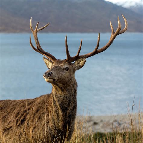 royal red deer stag  scotland photograph  derek beattie pixels