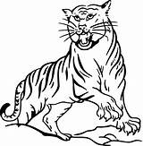 Tiger Siberian Drawing Coloring Getdrawings sketch template