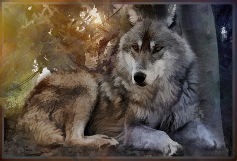 twilight   wolves  twilight   wolves   flickr
