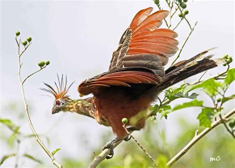 opisthocomus hoazin  crazy bird focusing  wildlife