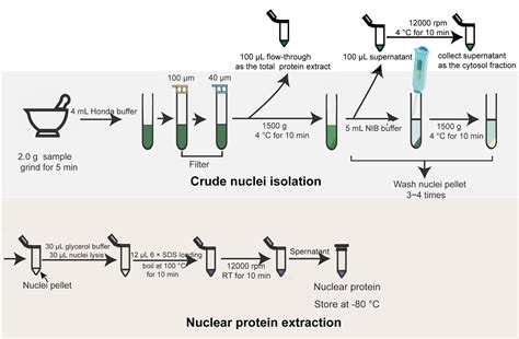 lysis buffer recipe  protein extraction bryont blog