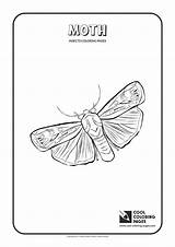 Coloring Moth Pages Cool Print Animals sketch template